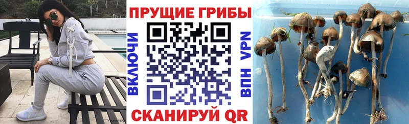 Купить где  Высоковск  Галлюциногенные грибы Psilocybine cubensis 